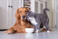 a dog and cat are eating out of a bowl