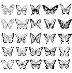 a set of butterflies in different shapes and sizes, all drawn with black ink on white paper