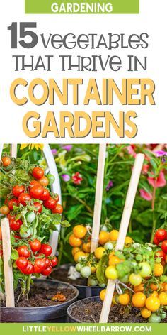 tomatoes and other vegetables in containers with text overlay that reads, 15 vegetables that have been