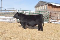 a black cow standing on top of a dry grass field next to a barn and fence