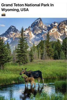 Mountain Animals, Mountain Landscape Photography, American National Parks, Waterfall Paintings, Animal Illustration Art, Wildlife Pictures, Autumn Scenes, Autumn Scenery, Travel Locations