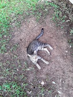 a cat that is laying down on the ground in the dirt with grass around it