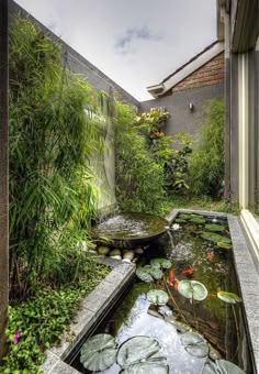 an outdoor pond with water lilies and plants