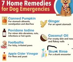 Dog Health Checklist, Dog Medicine Chart, Herbal Medicine For Dogs, Dog Upset Stomach Remedies, Dog Gut Health, Medications For Dogs, Dog Upset Stomach, Pet Remedies