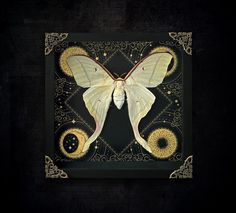 a white butterfly sitting on top of a black wall next to an ornate frame with swirls and circles