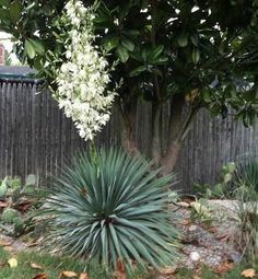 a large white flowered plant next to a wooden fence