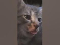 a cat with its mouth open looking at the camera