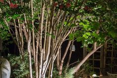 an outdoor area with several trees and chairs