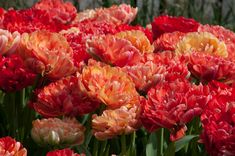 many red and yellow flowers with green stems