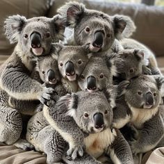 Koala Images: Unleash Creativity with Flora & Fauna Koala Images, Australia Animals, Cute Koala, Textile Designs, Flora Fauna, Little Critter