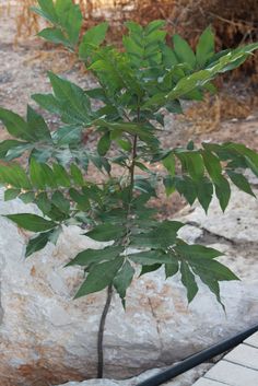 a small tree growing out of the ground