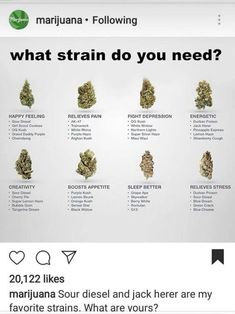 Different Strains, Things To Do When You Are High, Cannibis Plant Aesthetic, Budtender Tips, How To Roll Blunts Tutorial, Bong Decorating Ideas, Pothead Aesthetic, Puff Bar Aesthetic, Bong Aesthetic