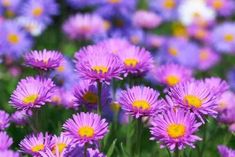 purple flowers with yellow centers in a field