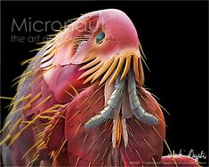 a close up of a bird with yellow and green feathers on it's head