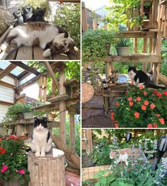 four pictures of cats sitting on top of potted plants and flowers in the garden