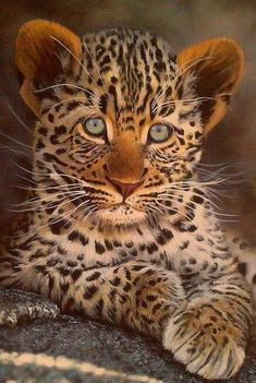 a small leopard cub sitting on top of a rock looking at the camera with blue eyes