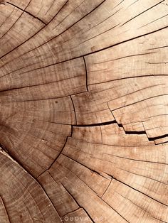 the wood is cut in half and ready to be used as decoration or wallpaper