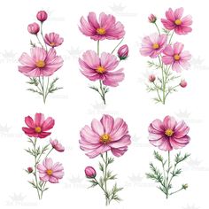 pink flowers with green leaves and stems on a white background, set of six watercolor paintings