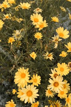 some yellow flowers are growing in the grass