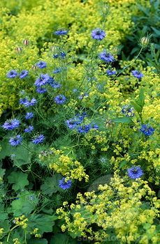 blue and yellow flowers growing in the grass