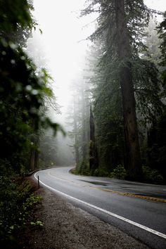 an empty road surrounded by tall trees on a foggy day