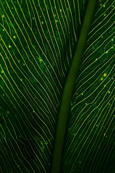 a close up view of a green plant's leaf with yellow stripes on it