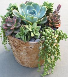 there is a potted plant with succulents in it