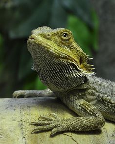 a close up of a lizard on a tree branch