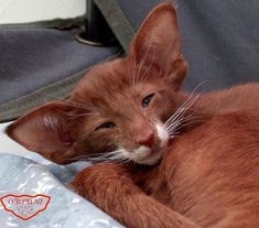 an orange and white cat laying on top of a bag