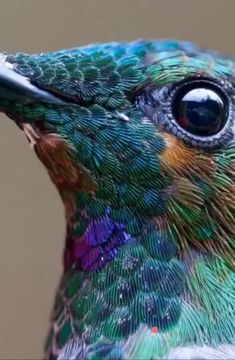 a close up view of a hummingbird's head and neck with multicolored feathers