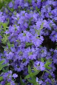 purple flowers with green leaves in the foreground