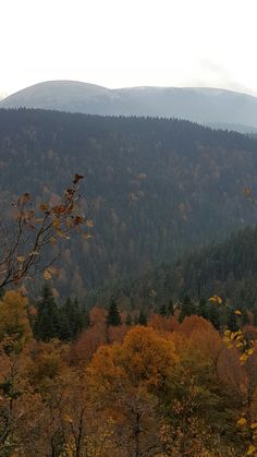 the mountains are covered in trees with yellow leaves on them, and there is no image here to provide a caption for