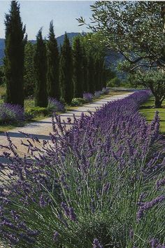 lavender flowers line the path in front of trees