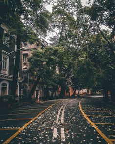 an empty street lined with trees and buildings