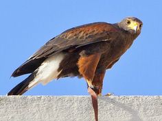 a brown and white bird sitting on top of a cement wall