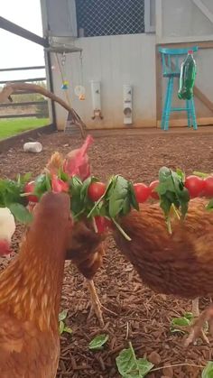 two chickens are pecking at some vegetables on the ground