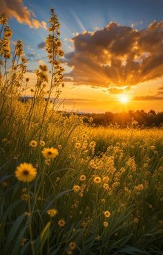 the sun is setting over a field with tall grass and wildflowers in bloom