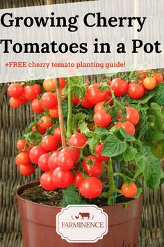 growing cherry tomatoes in a pot free cherry tomato planting guide by farmer's market