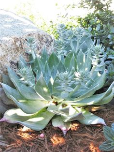 some very pretty green plants in the dirt