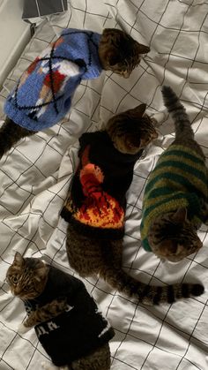 three cats wearing sweaters on top of a bed