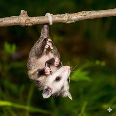 a small animal hanging upside down on a branch