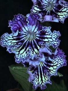 purple and white flowers with green leaves in the dark