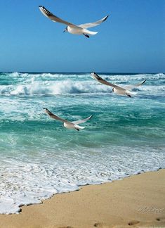 seagulls flying over the ocean waves on a beach