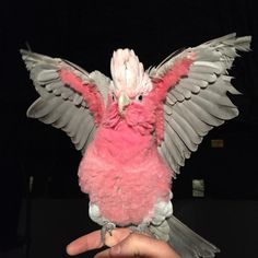 a pink and white bird sitting on top of someone's hand in the dark