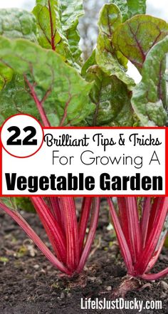 some red plants with green leaves and the words 22 brilliant tips & tricks for growing a vegetable garden