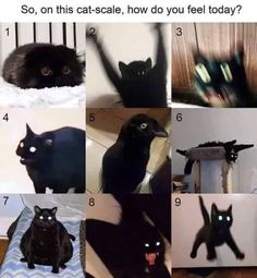 a series of photos showing different black cats with caption that says, so, on this cat - scale, how do you feel today? today?