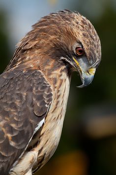 a brown and white bird sitting on top of a tree branch with its beak open