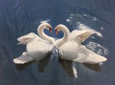 two white swans in the water making a heart shape with their necks and wings open