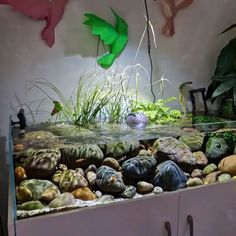 a fish tank filled with rocks and plants