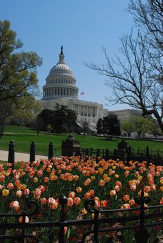 the capital building in washington d c with tulips blooming all around it